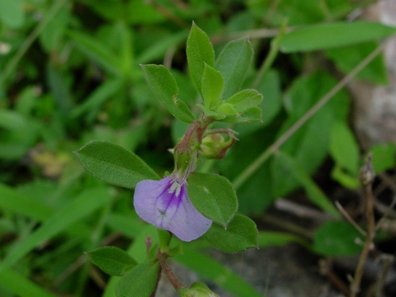 Green violet