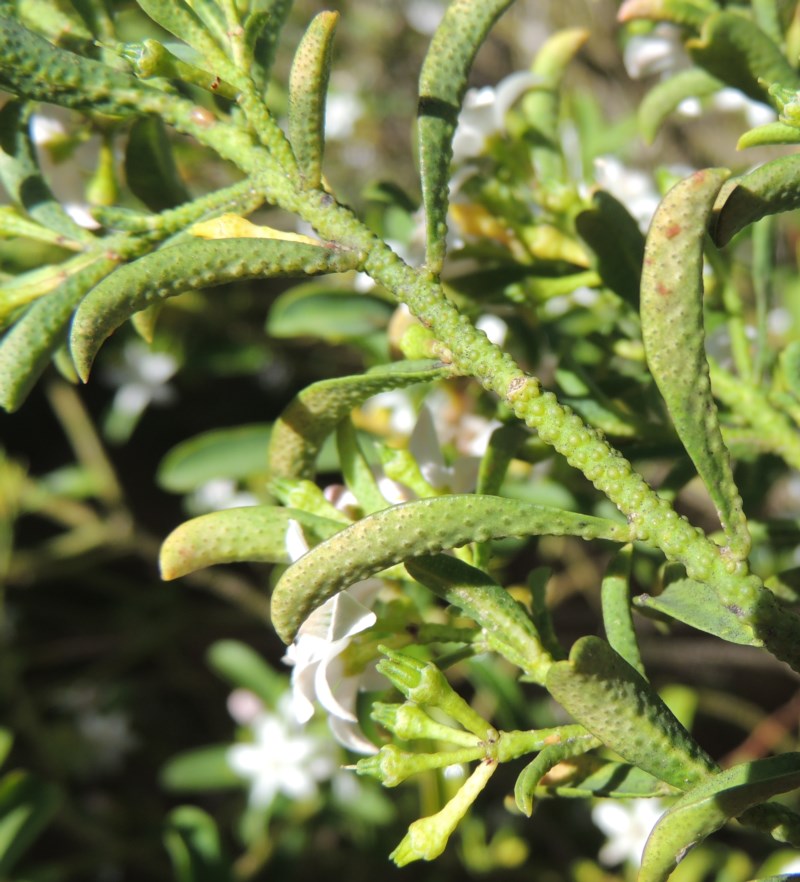 Rock waxflower