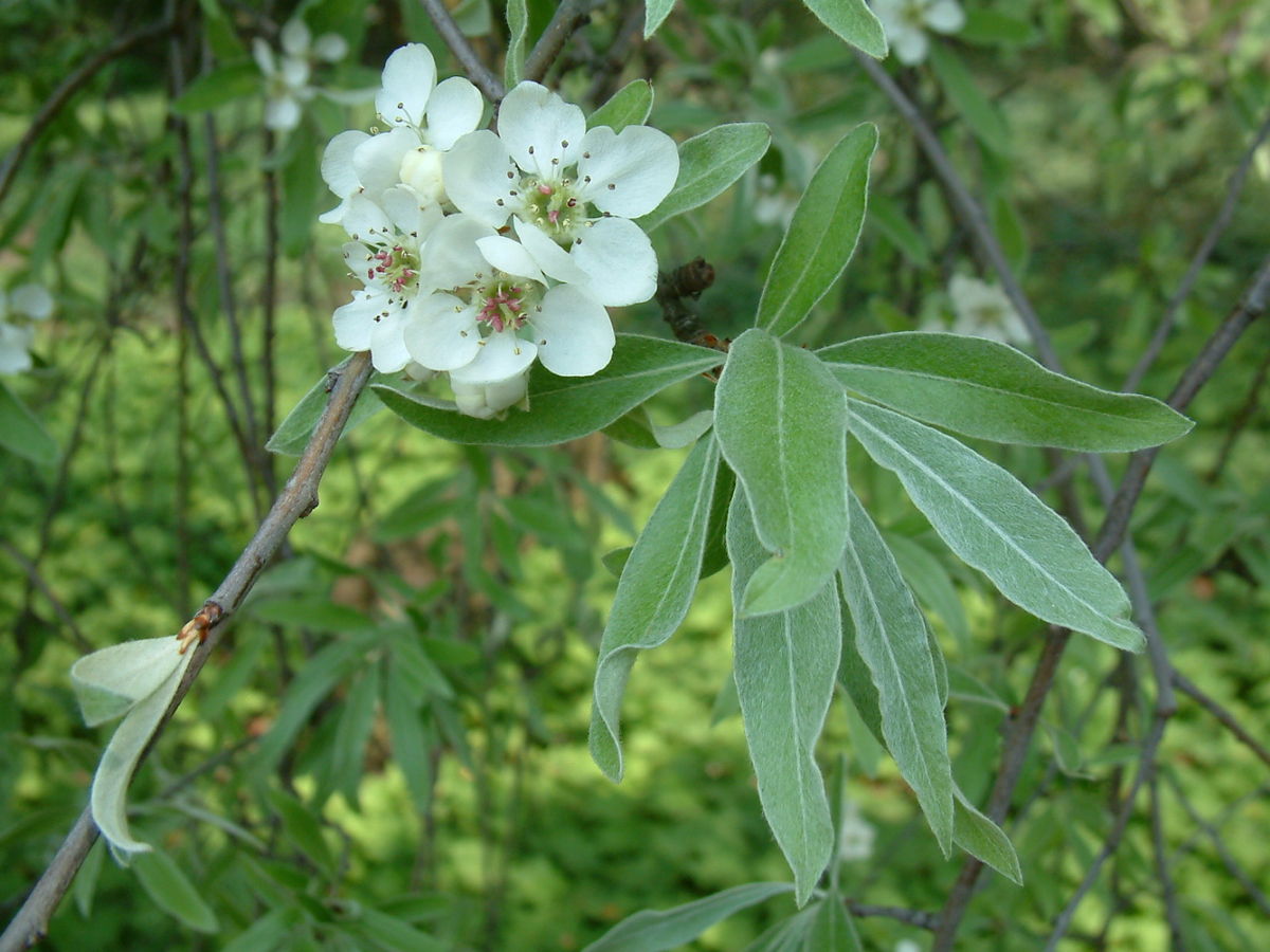 Willow-leaved pear