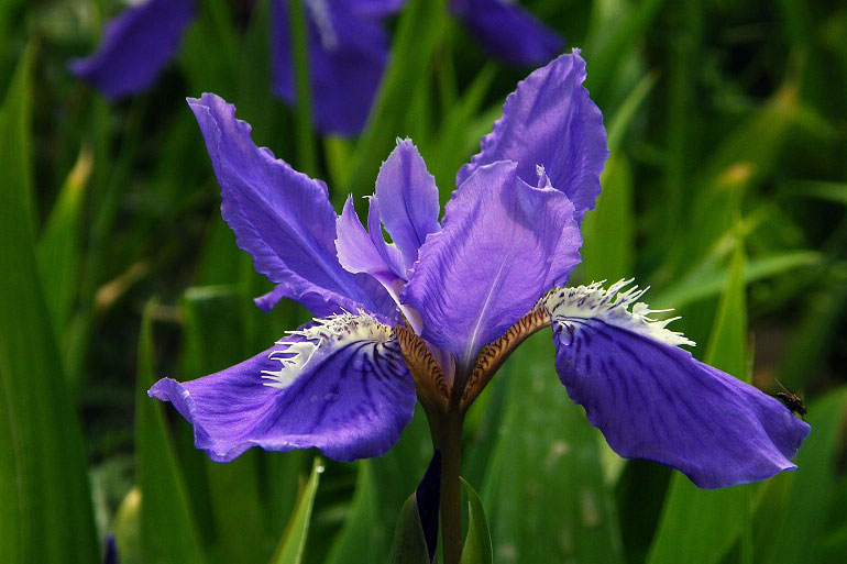 Broad-styled iris
