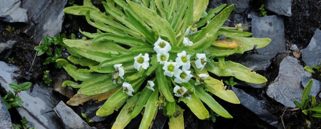 Plantsnap Identify Plants, Trees, Mushrooms With An App