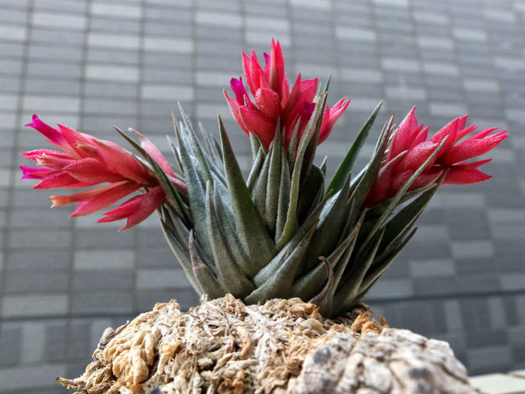 Kautsky's air plantの育て方 - 完全お手入れガイド | PlantSnap