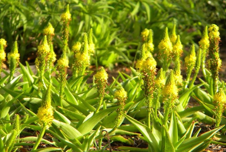 Bulbine lily