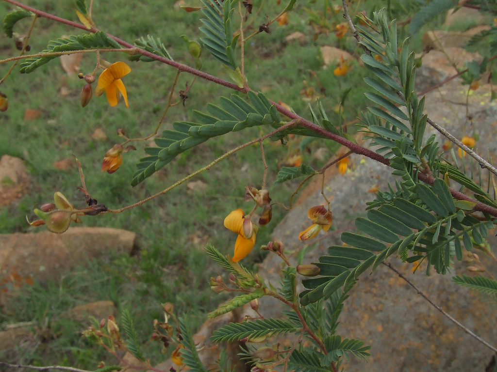 How to care for Sensitive joint vetch - Complete Plant Care Guide ...