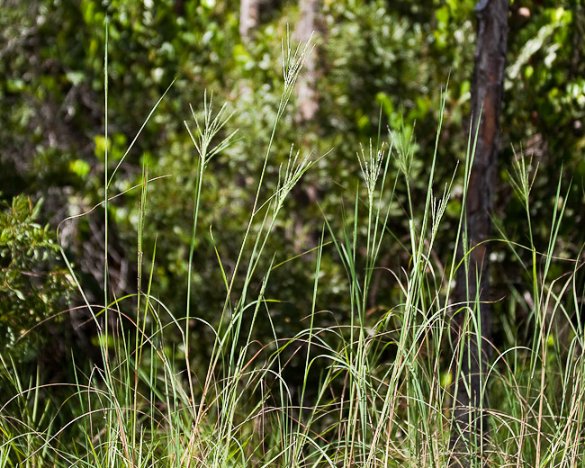 Florida dropseed