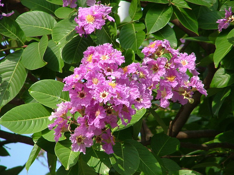 Queen's crape myrtle