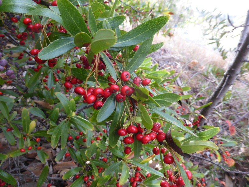 Himalayan firethorn