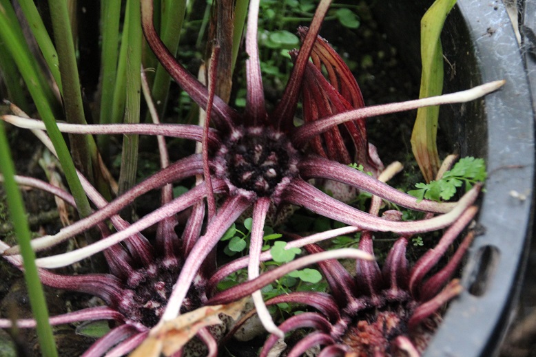 How to care for Baran - Complete Plant Care Guide | PlantSnap - Plantsnap -  Identify Plants, Trees, Mushrooms With An App
