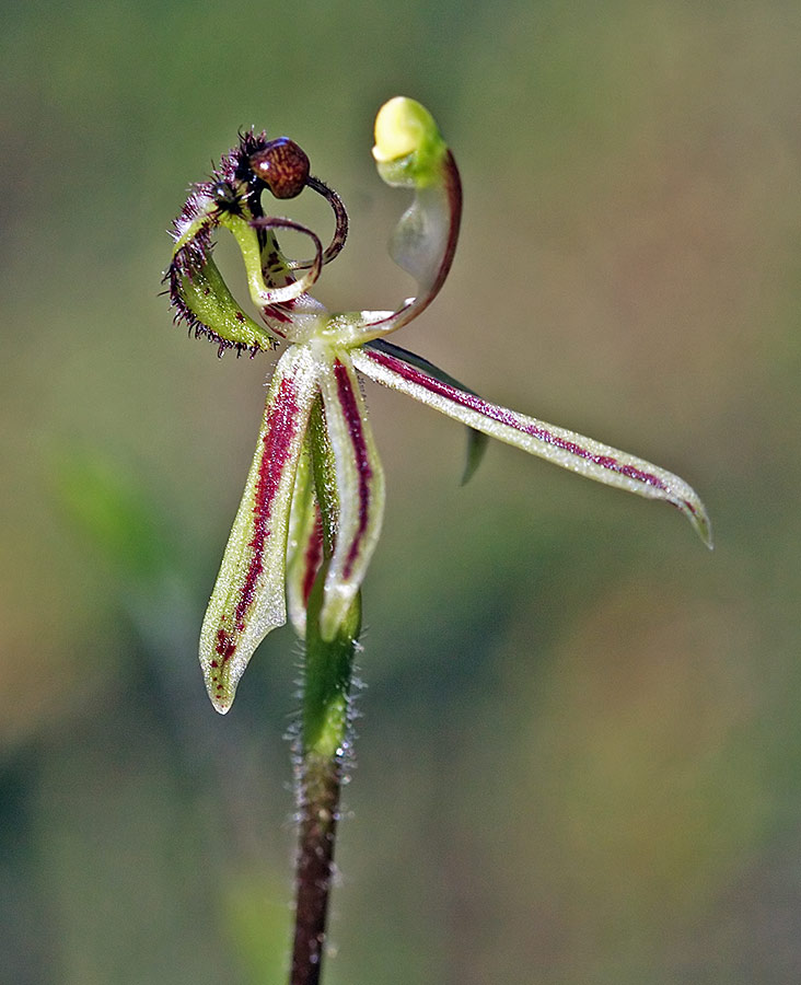 Small dragon orchid