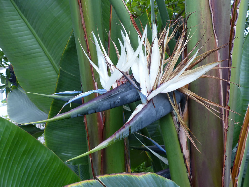 White bird of paradise - Plantsnap - Identify Plants, Trees, Mushrooms With  An App