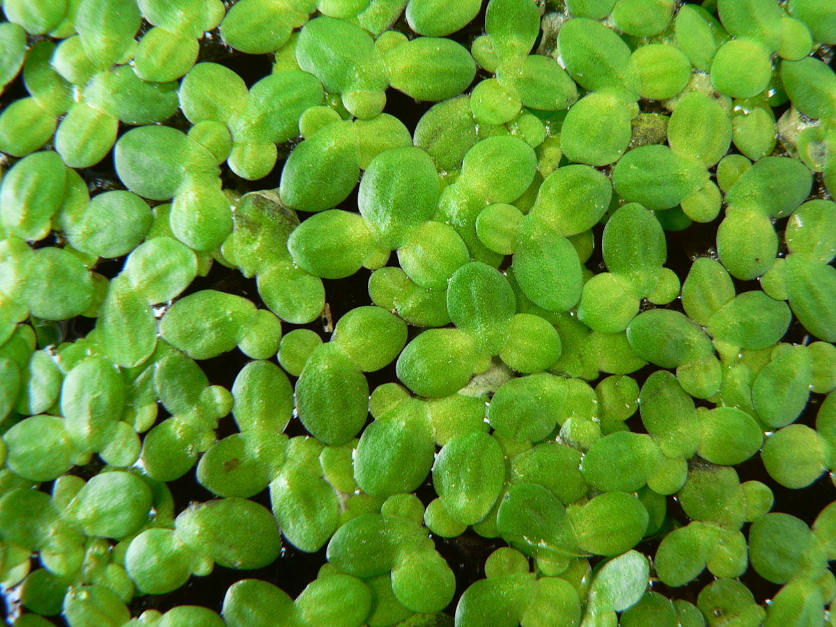 Common duckweed