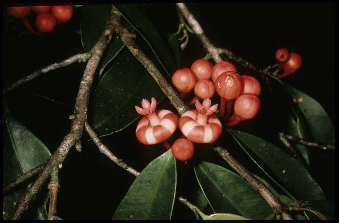 Orinoco plum