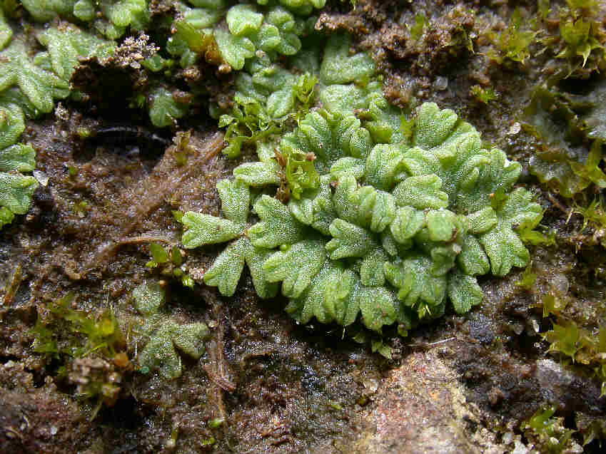 Subbifurcate riccia
