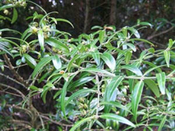 Himalayan boxwood