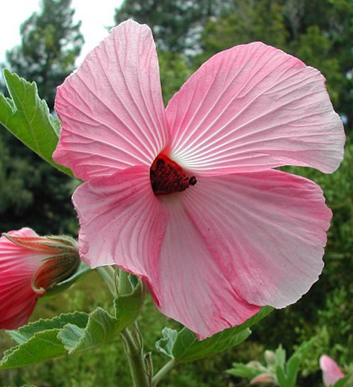 Native hibiscus