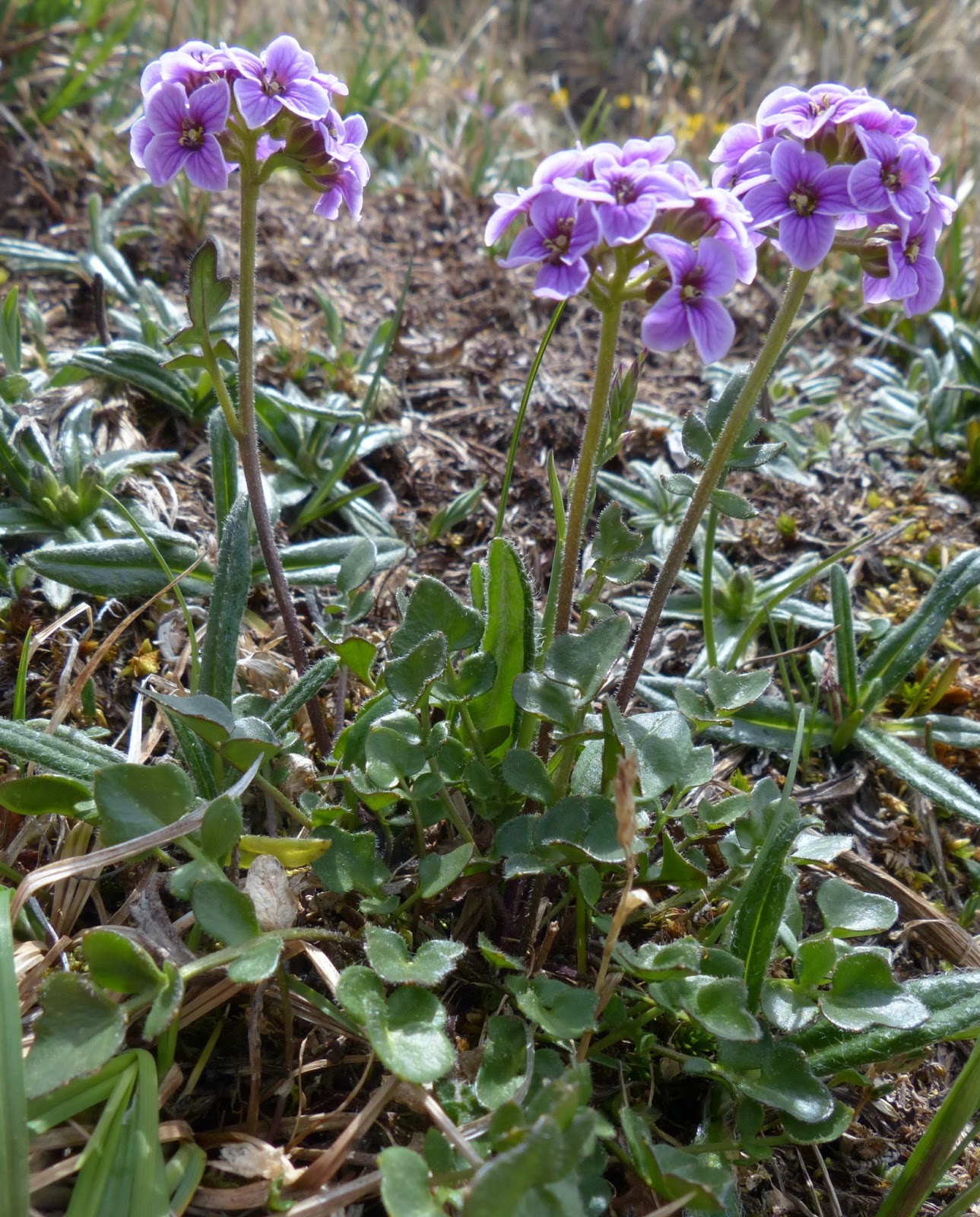 Purple bittercress