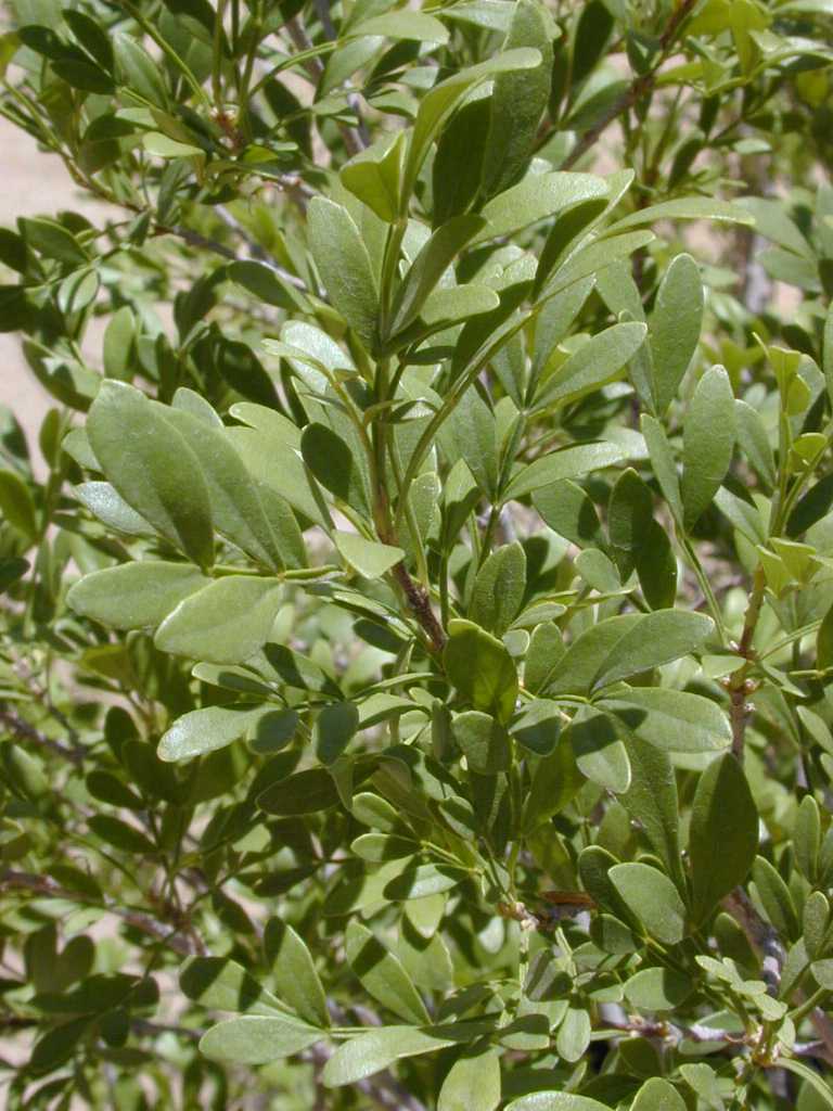 Littleleaf ash