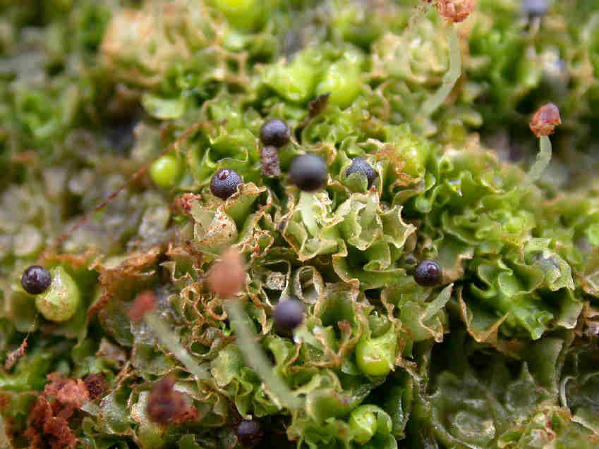 Angular fossombronia