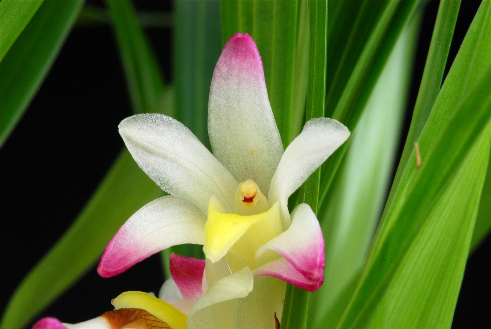 Beautiful coelia
