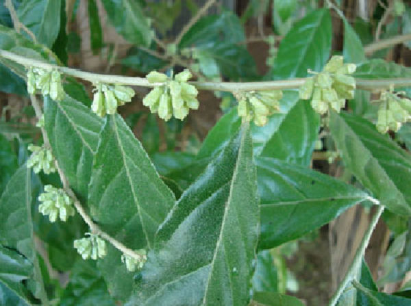 Pyriform elaeagnus