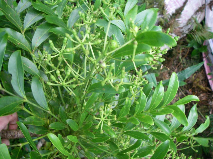 Ming aralia