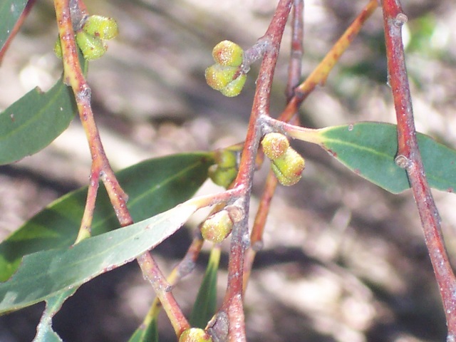 Three-flowered mallee