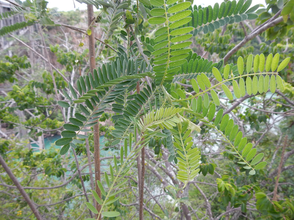 How to care for Colima ceibo - Complete Plant Care Guide | PlantSnap ...