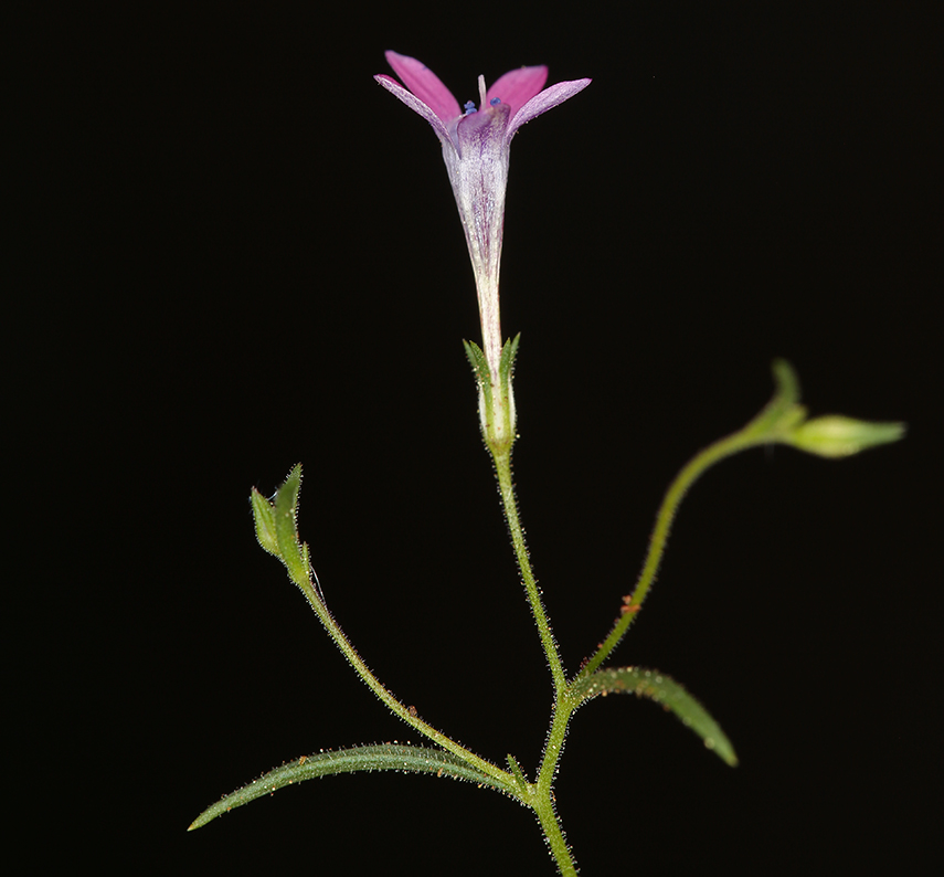 Alva day-gobi (mojave) gilia