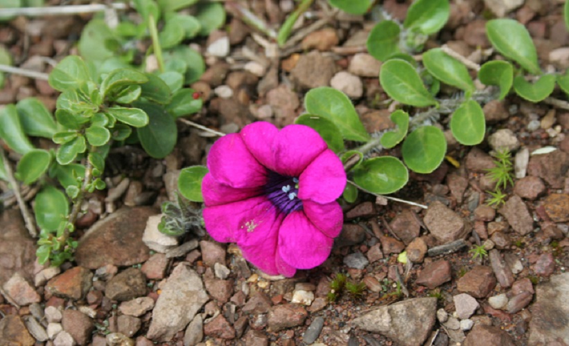 Petunia