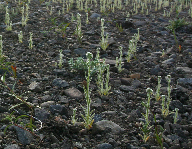 Common cryptantha