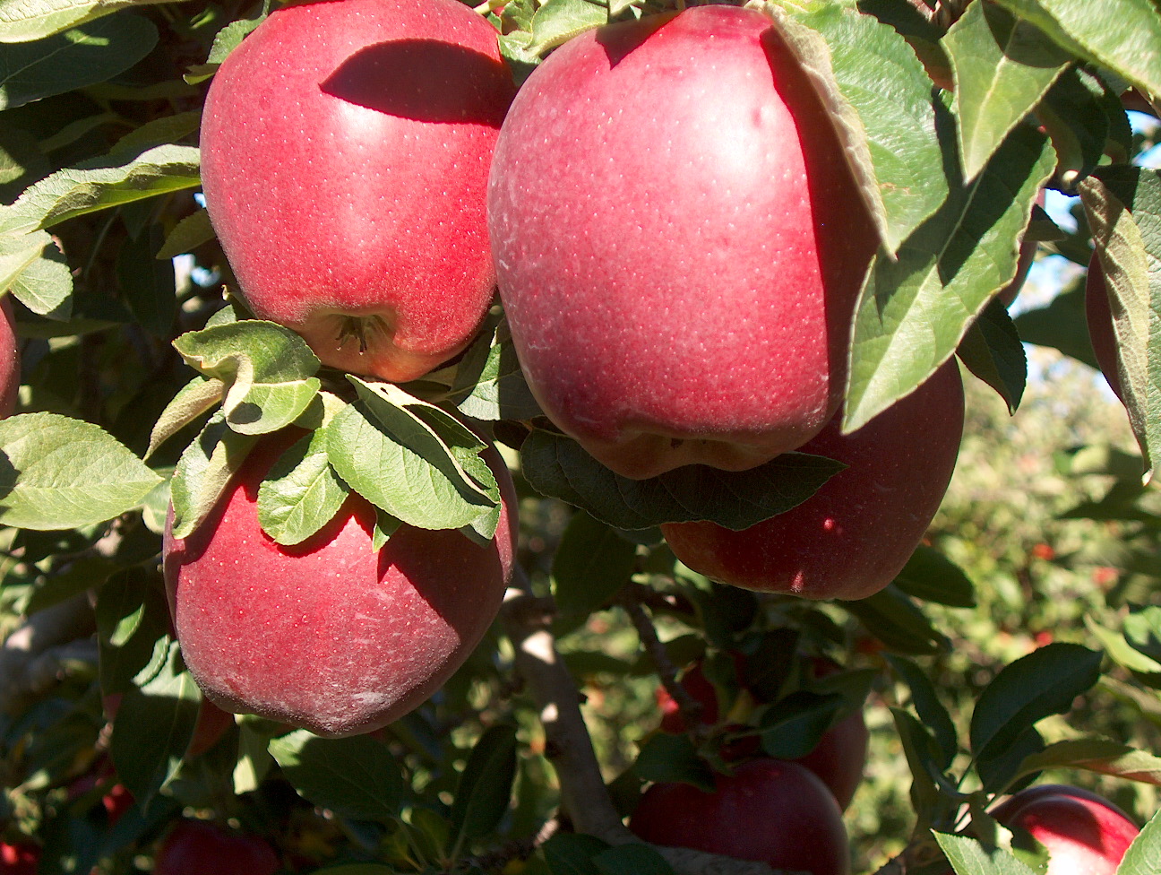 Red delicious apple