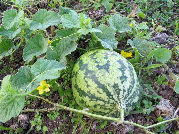 Watermelon