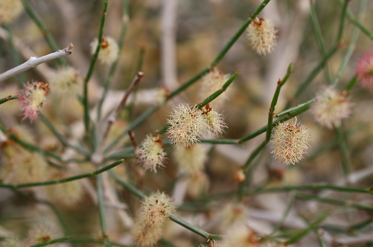 Mongolian calligonum