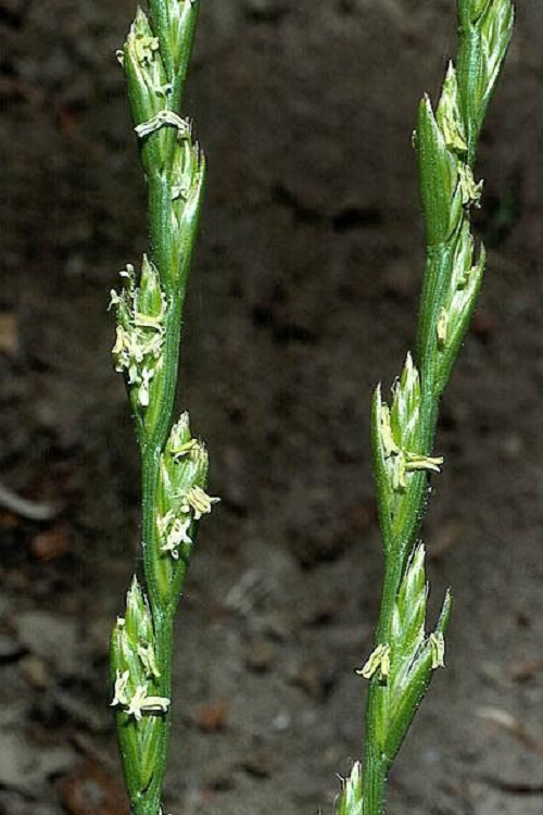 düngen von olivenbäumen Purgrün Olivenbaum-Dünger 1 Liter main image 0