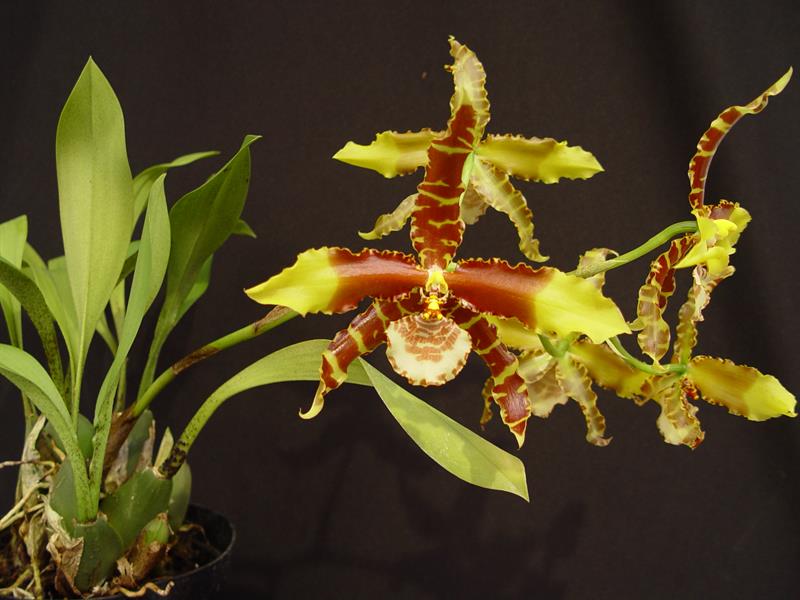 Tiger orchid
