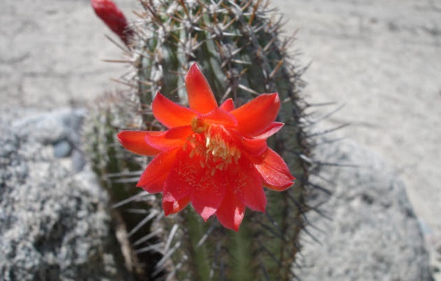 Torch cactus (Cleistocactus acanthurus) - Image 1 of 10