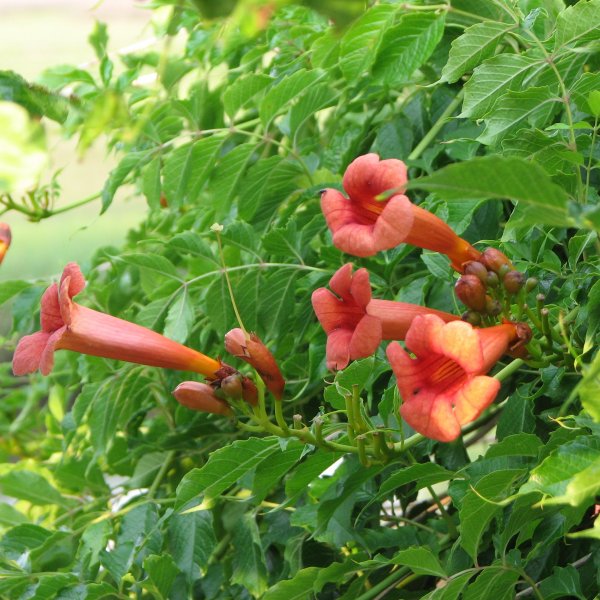 Trumpet creeper