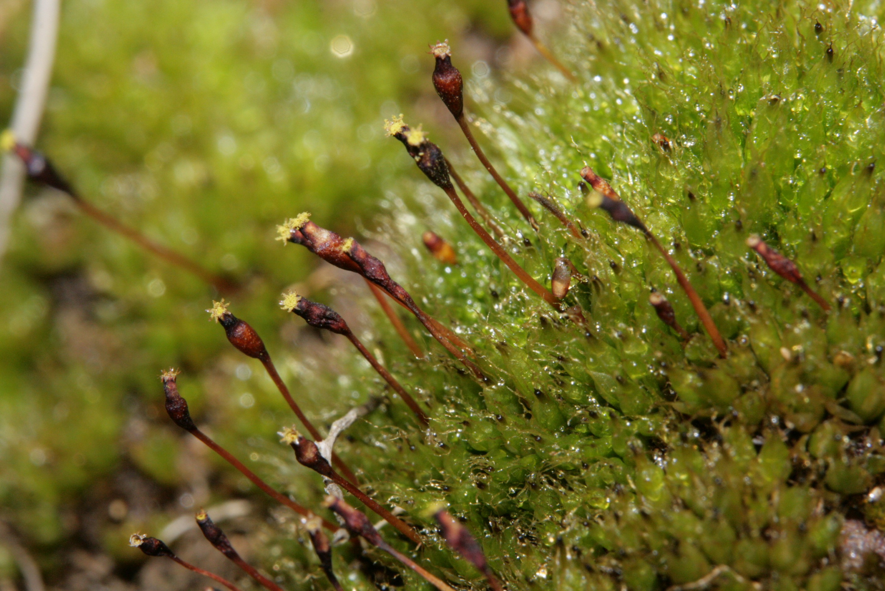 Thatch moss
