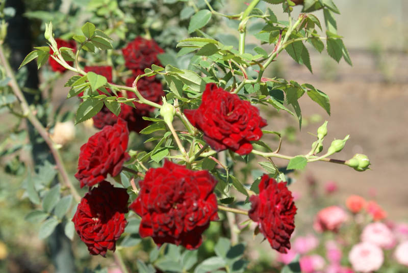 Climbing red cascade