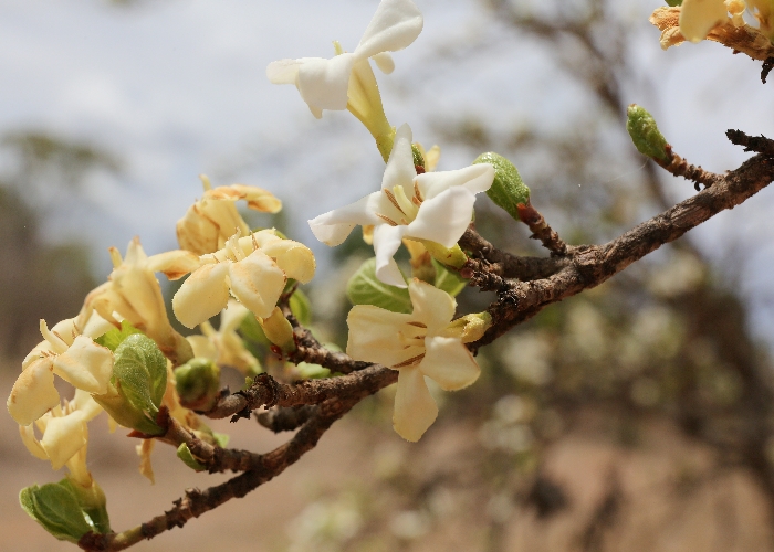 Gardenia