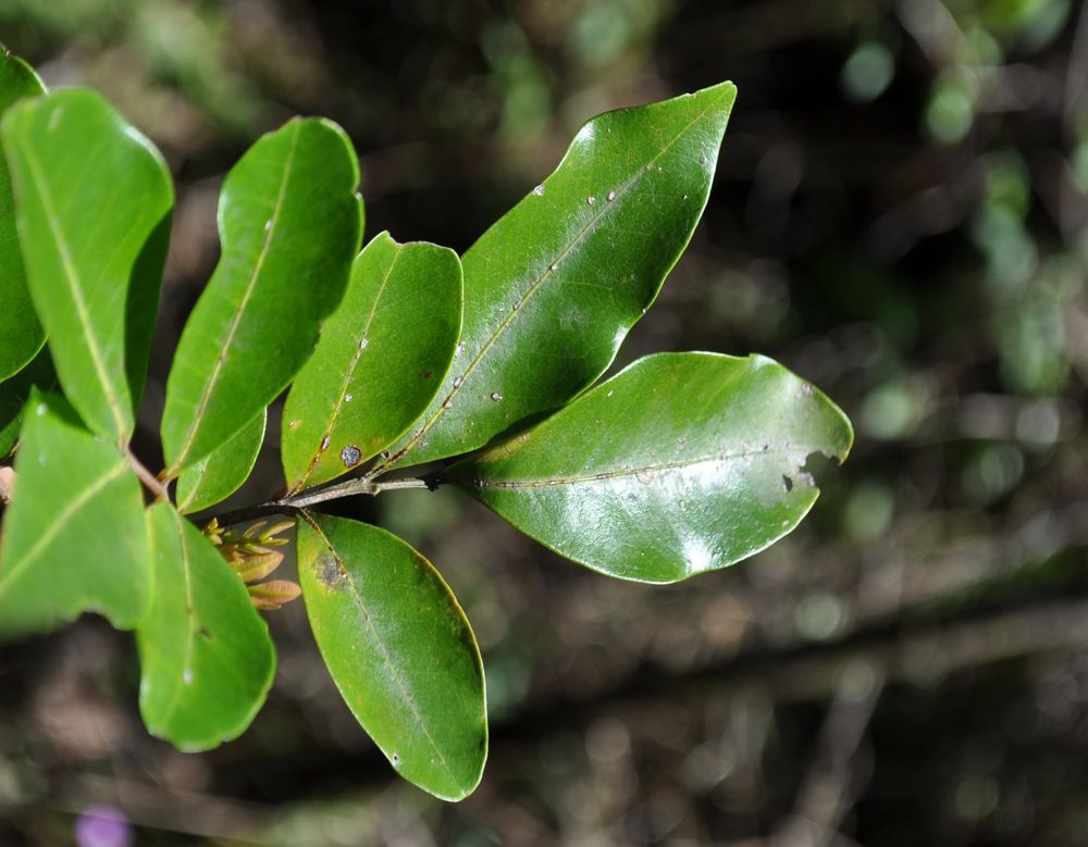 Plantsnap Identify Plants Trees Mushrooms With An App