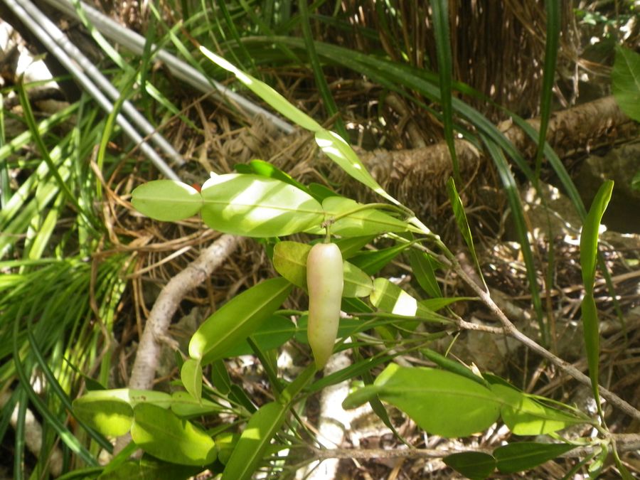 Thin-leaved endemic bush