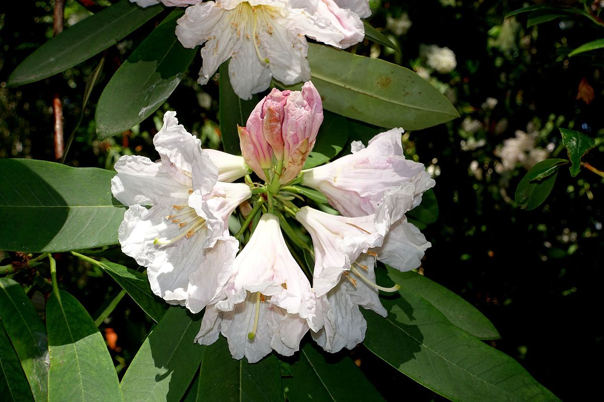 Identifying Rhododendron How to care for Cinnabar rhododendron - Complete Plant Care Guide ...