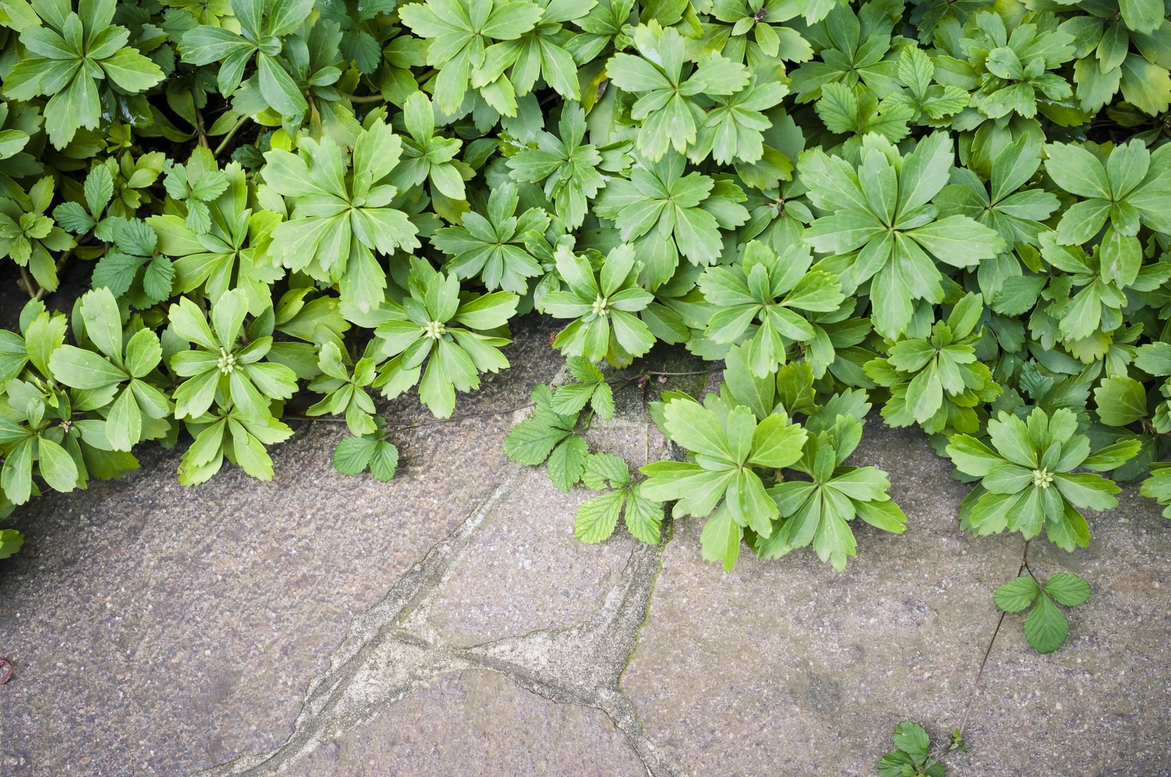 Japanese spurge
