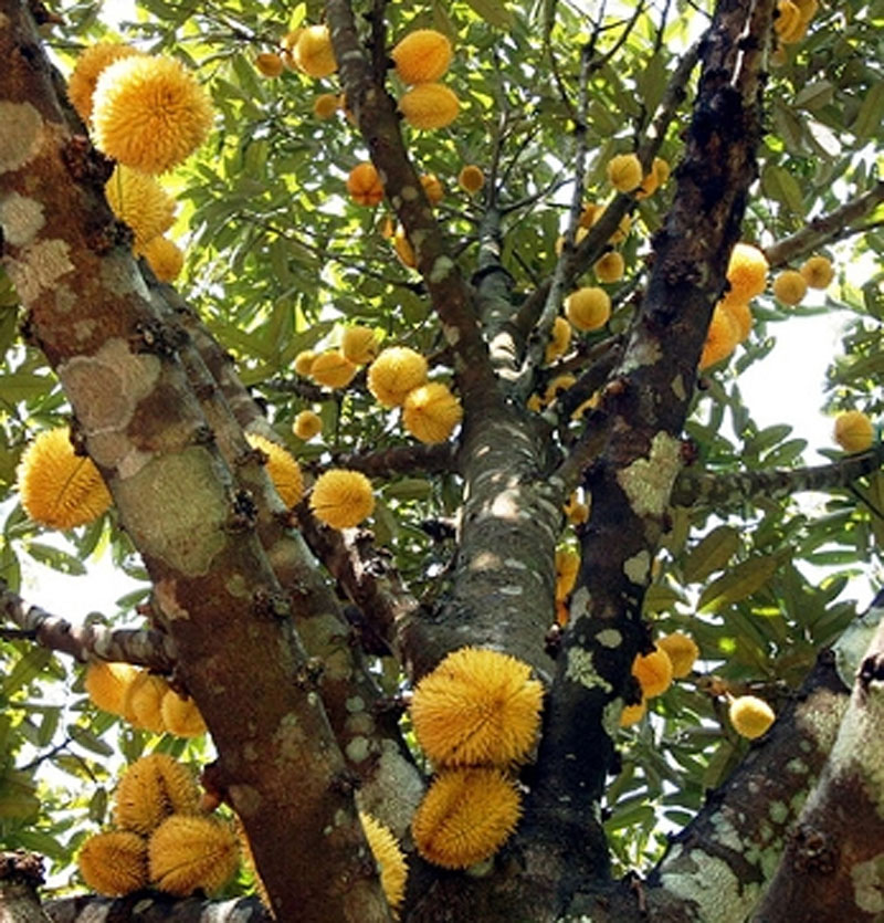 Red-fleshed durian