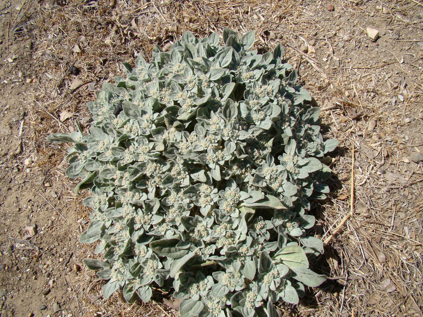 Dove weed