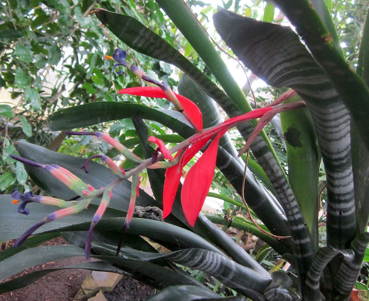 Porte's billbergia