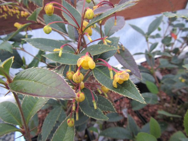 Barberry