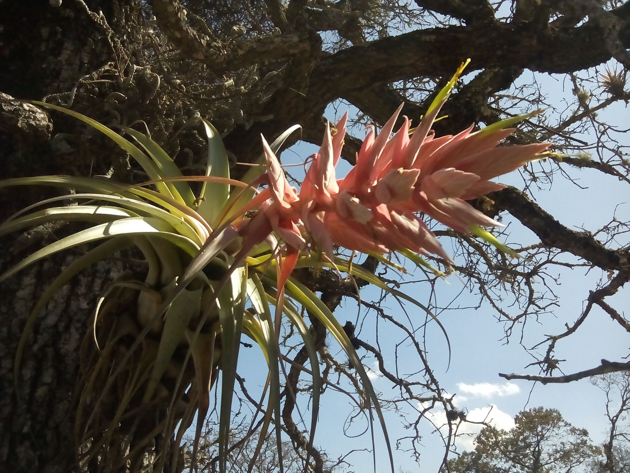 Bourge's air plant - Plantsnap - Identify Plants, Trees, Mushrooms With An  App