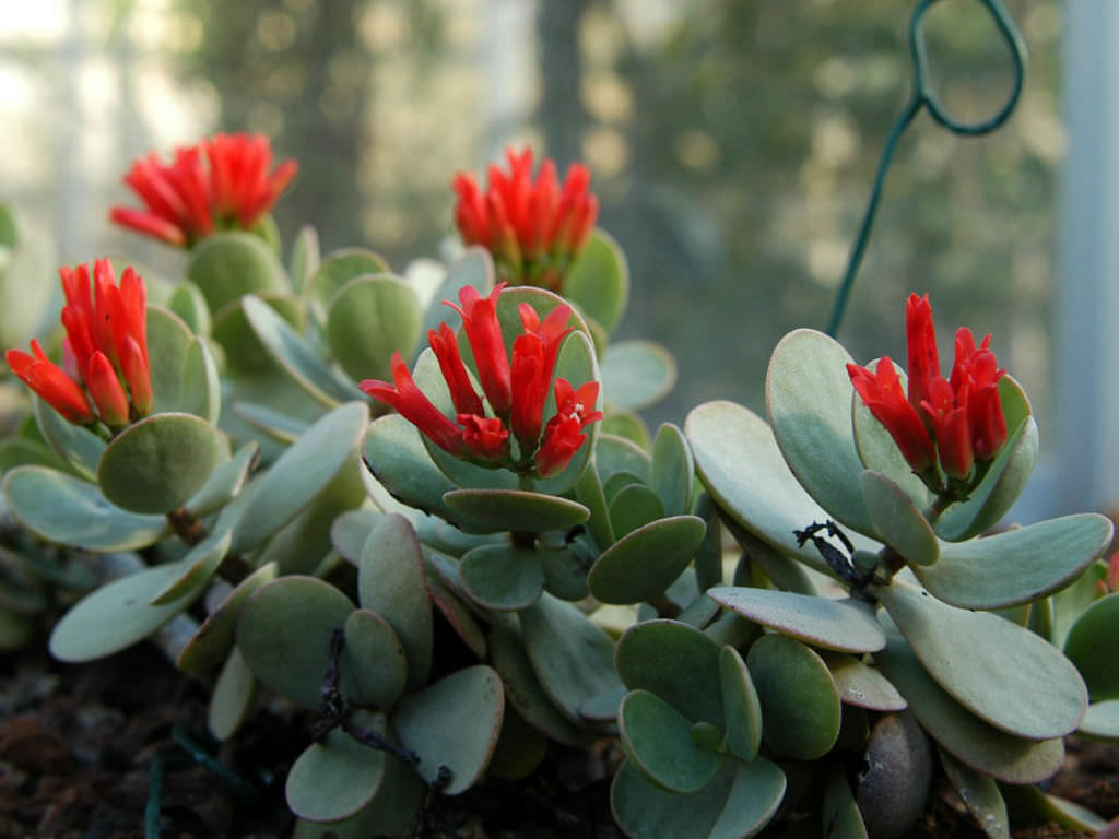 Mealy kalanchoe